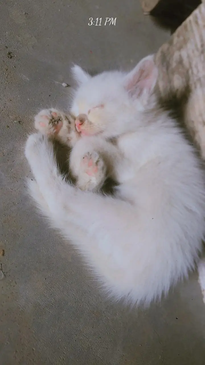 Parsian kittens, parsian cats, odd eyes white cats, breeder cats, etc — photo 11