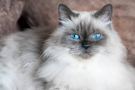 Cat available in free
