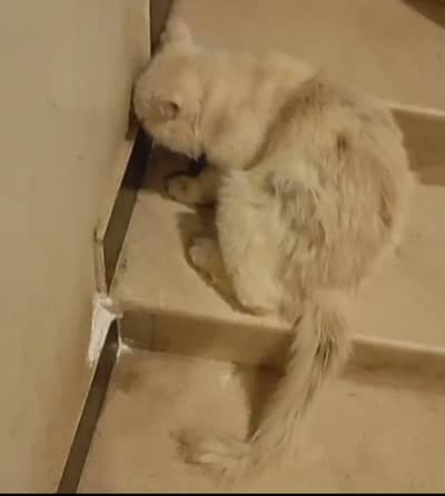 Male Cat