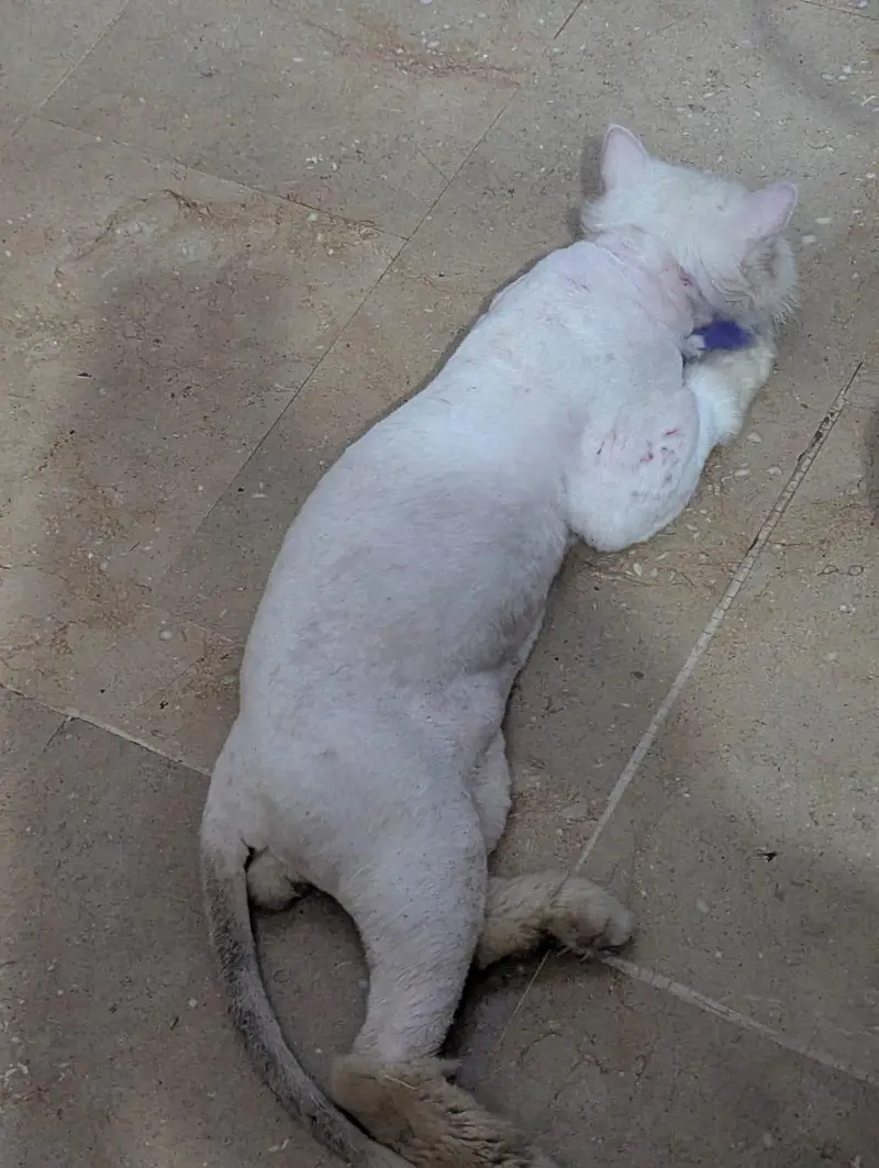 Male Cat — photo 3