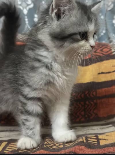 cats  for sale