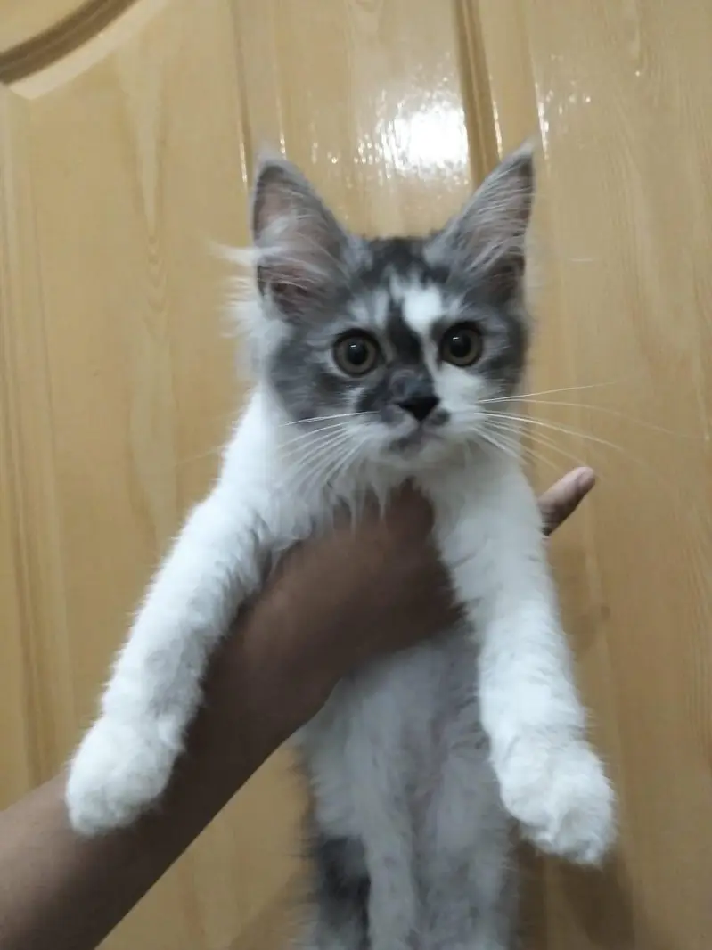 cats  for sale — photo 3