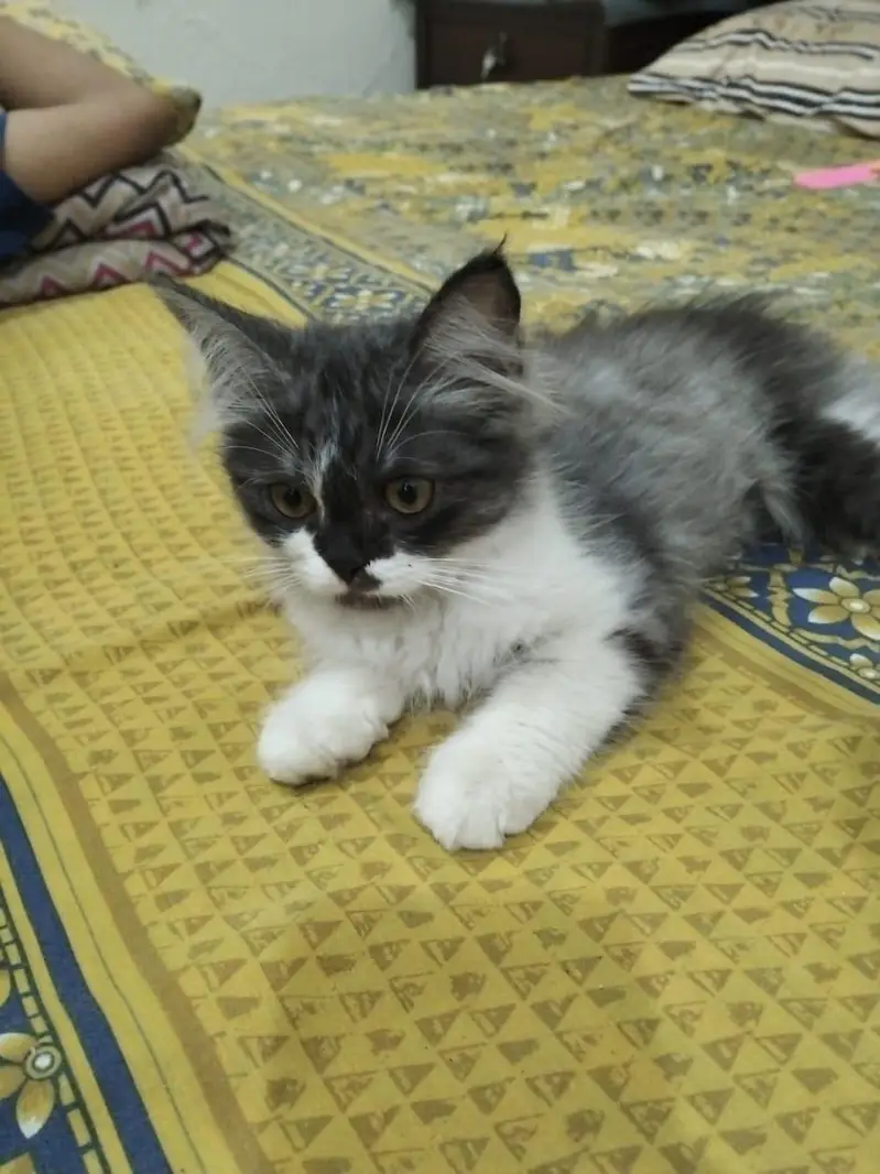 cats  for sale — photo 4