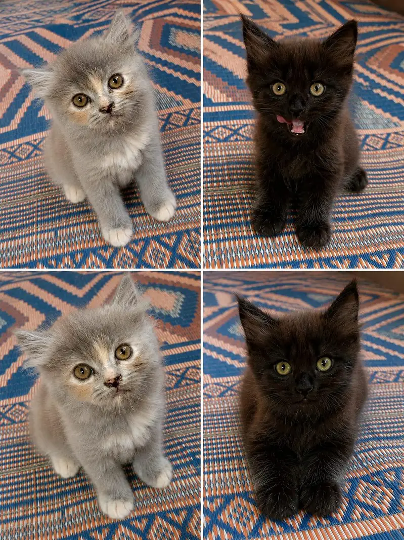 cute playfull kitten — photo 5