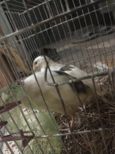 English white color beautiful bird pair for sell
