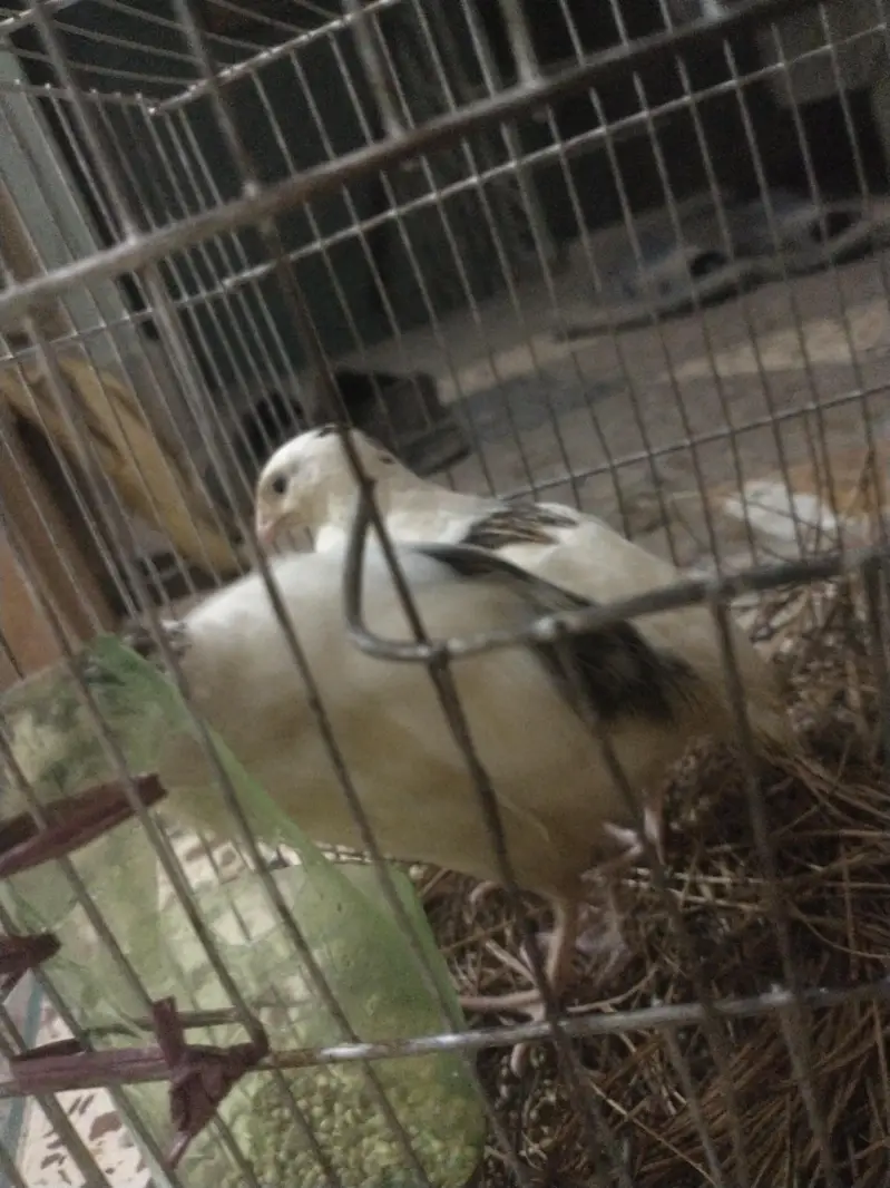 English white color beautiful bird pair for sell