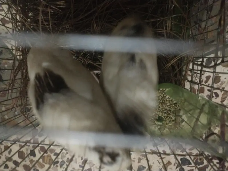 English white color beautiful bird pair for sell — photo 2