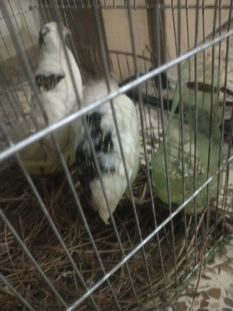 English white color beautiful bird pair for sell — photo 3