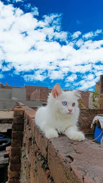 Persian male kitten