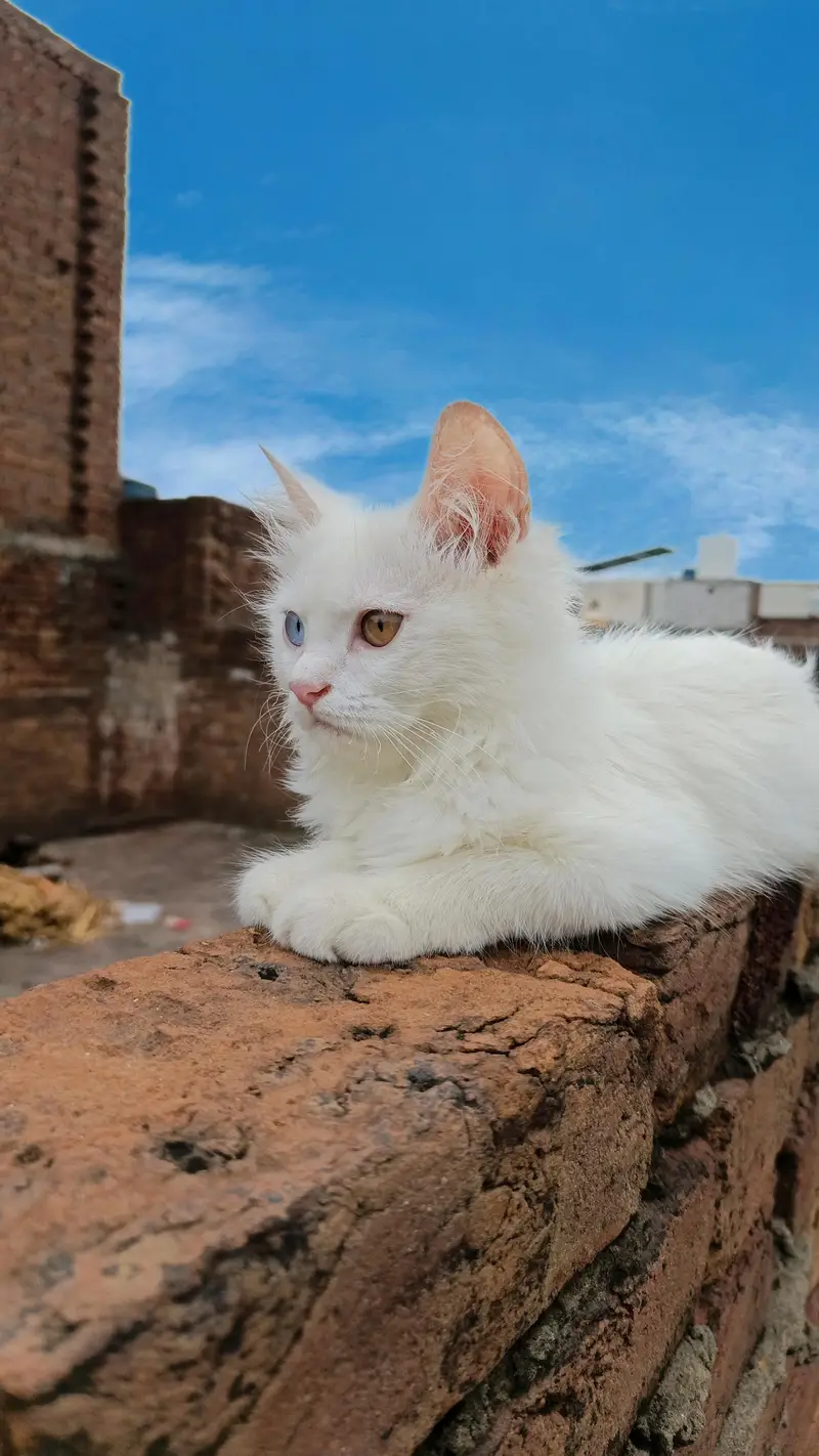 Persian male kitten — photo 2