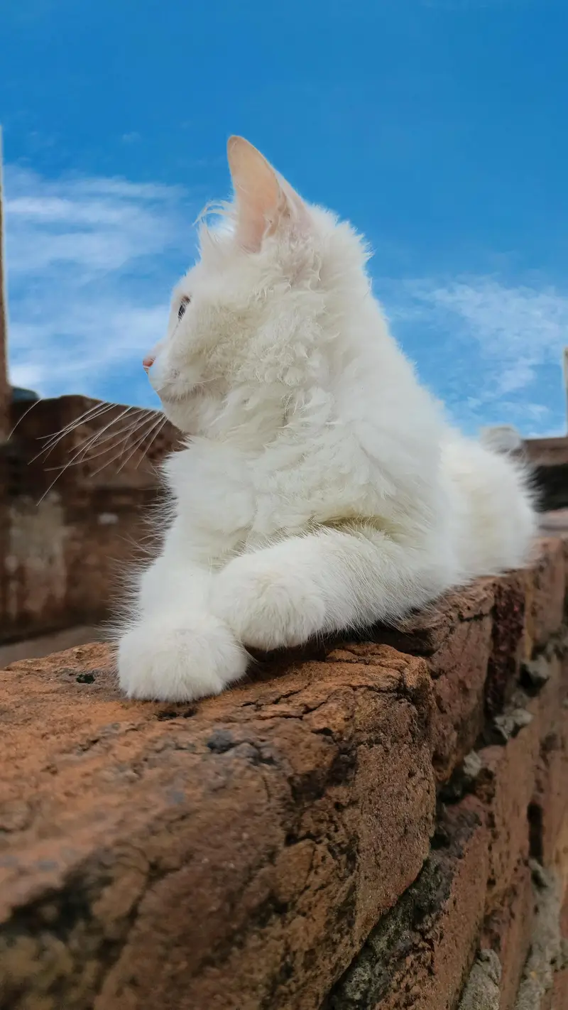 Persian male kitten — photo 3