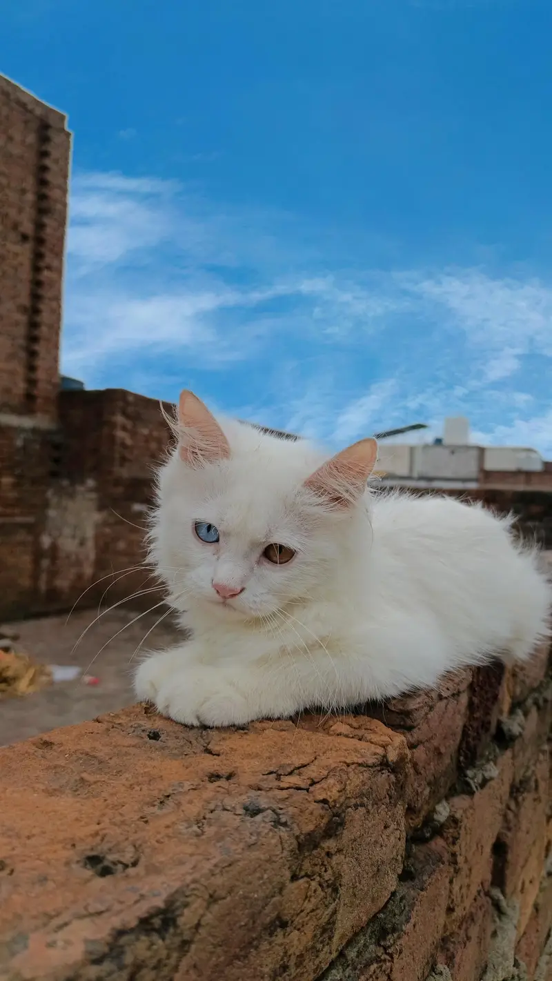 Persian male kitten — photo 4