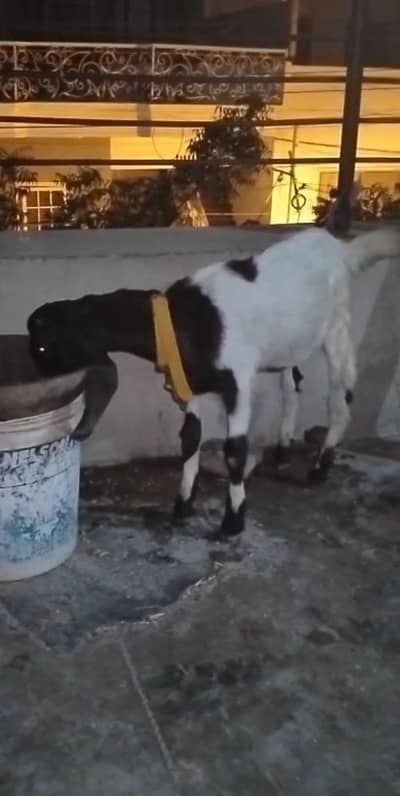 beautiful desi male goat