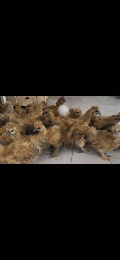 Cochins/silkie/australorp