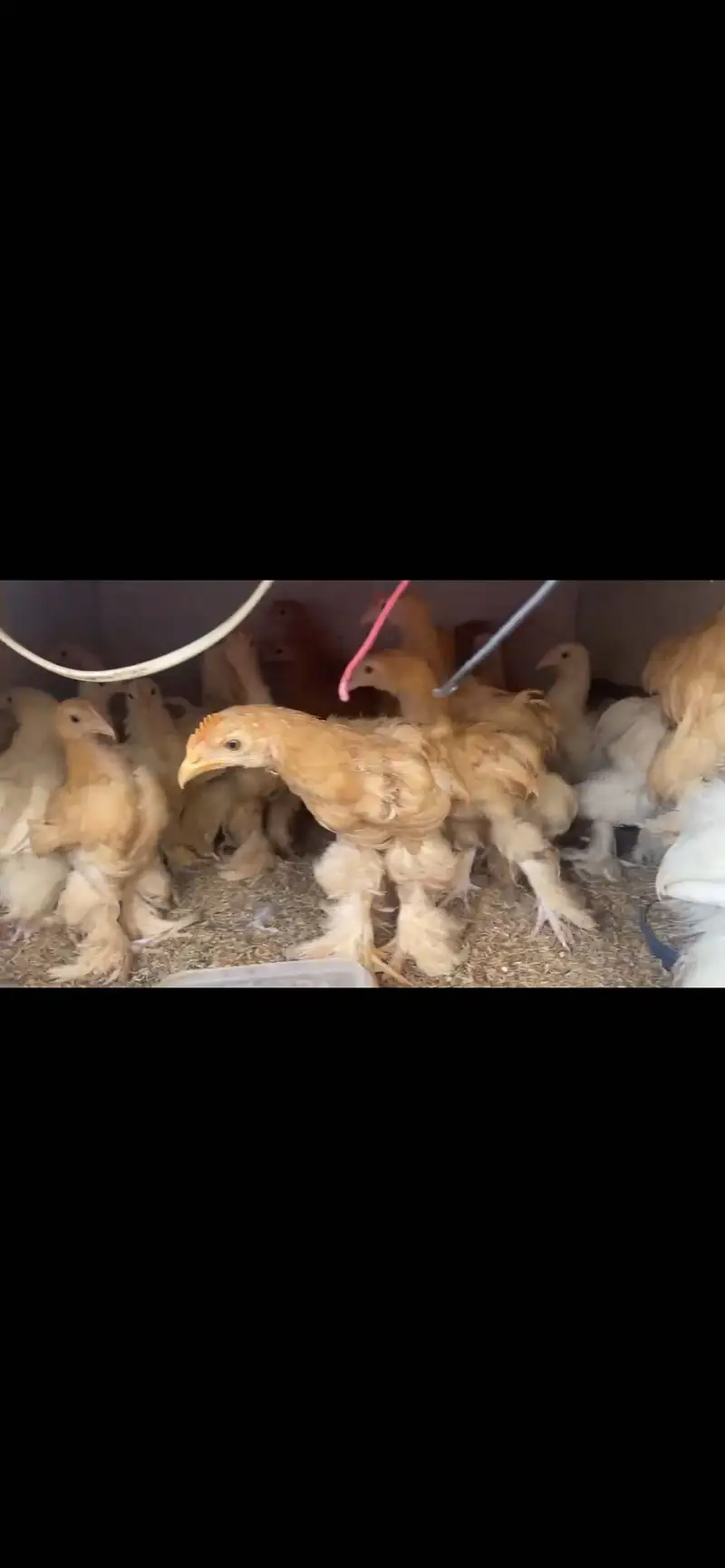 Cochins/silkie/australorp — photo 2