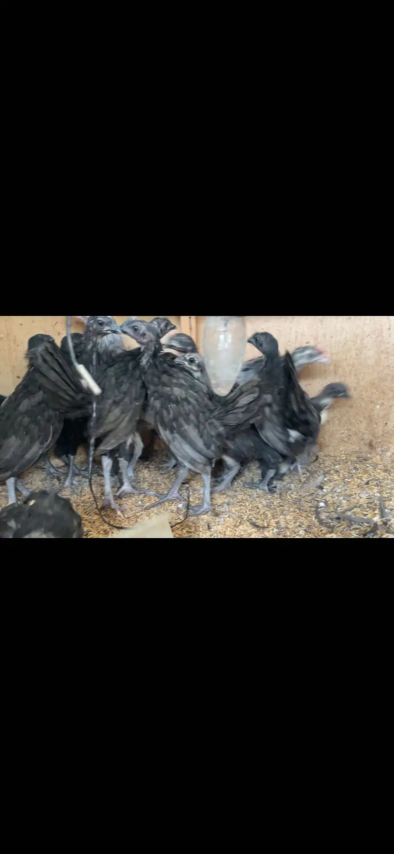 Cochins/silkie/australorp — photo 3