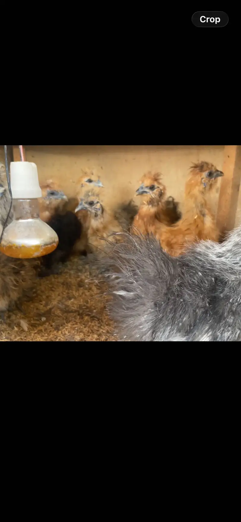Cochins/silkie/australorp — photo 4