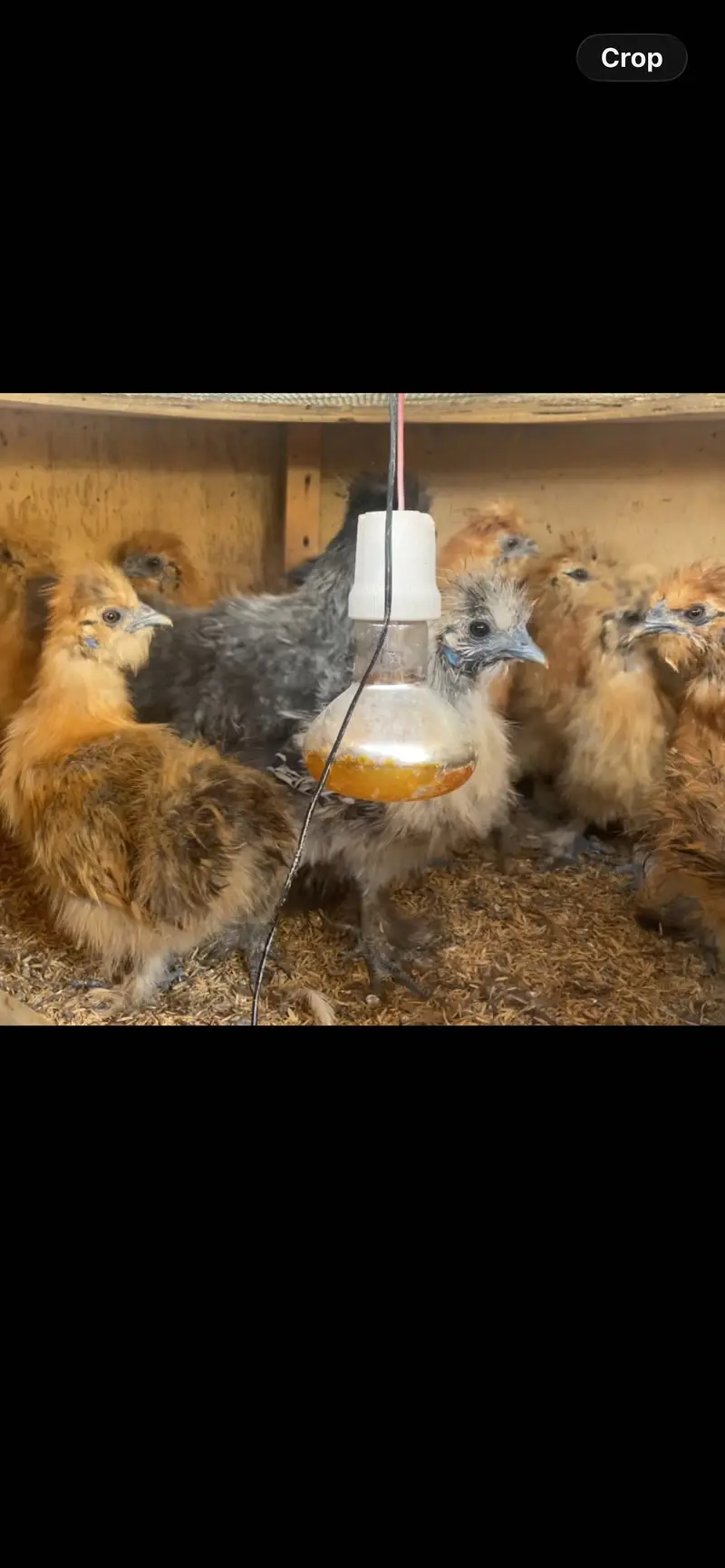Cochins/silkie/australorp — photo 5