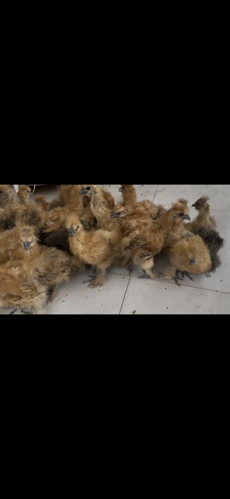 Cochins/silkie/australorp — photo 6