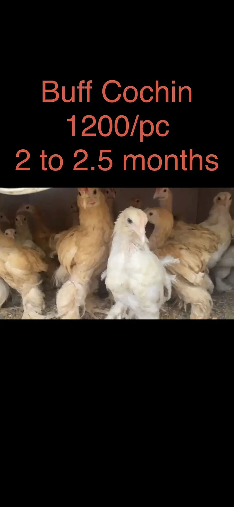 Cochins/silkie/australorp — photo 7