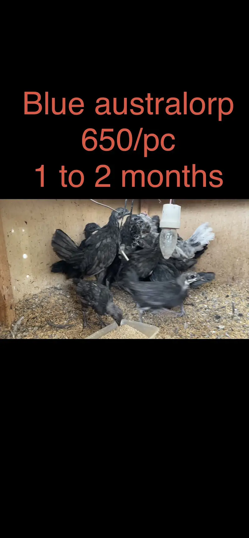Cochins/silkie/australorp — photo 8