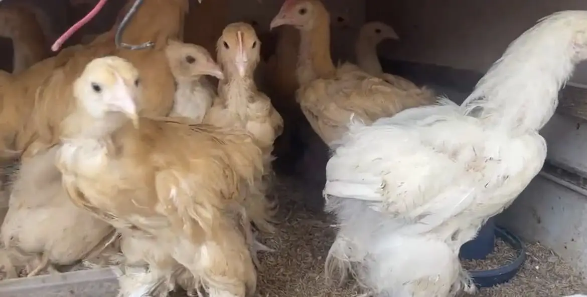 Cochins/silkie/australorp — photo 9