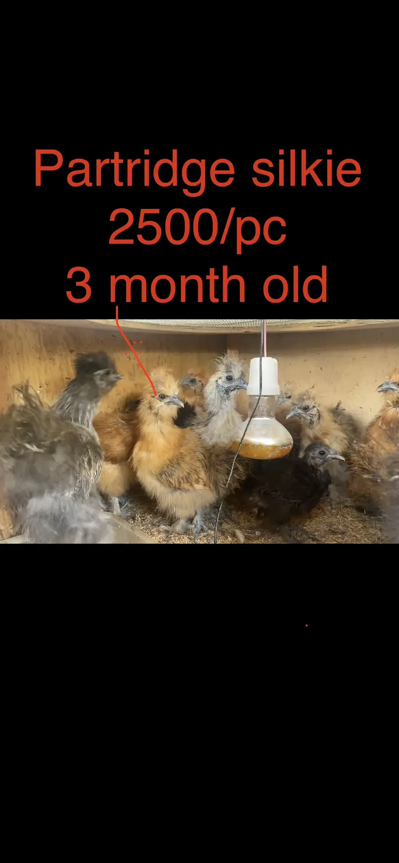 Cochins/silkie/australorp — photo 10