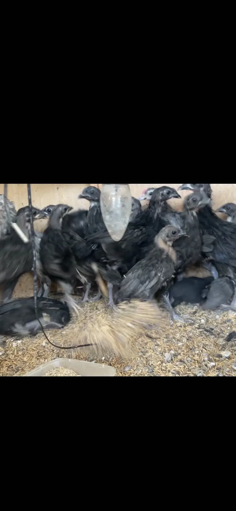 Cochins/silkie/australorp — photo 12