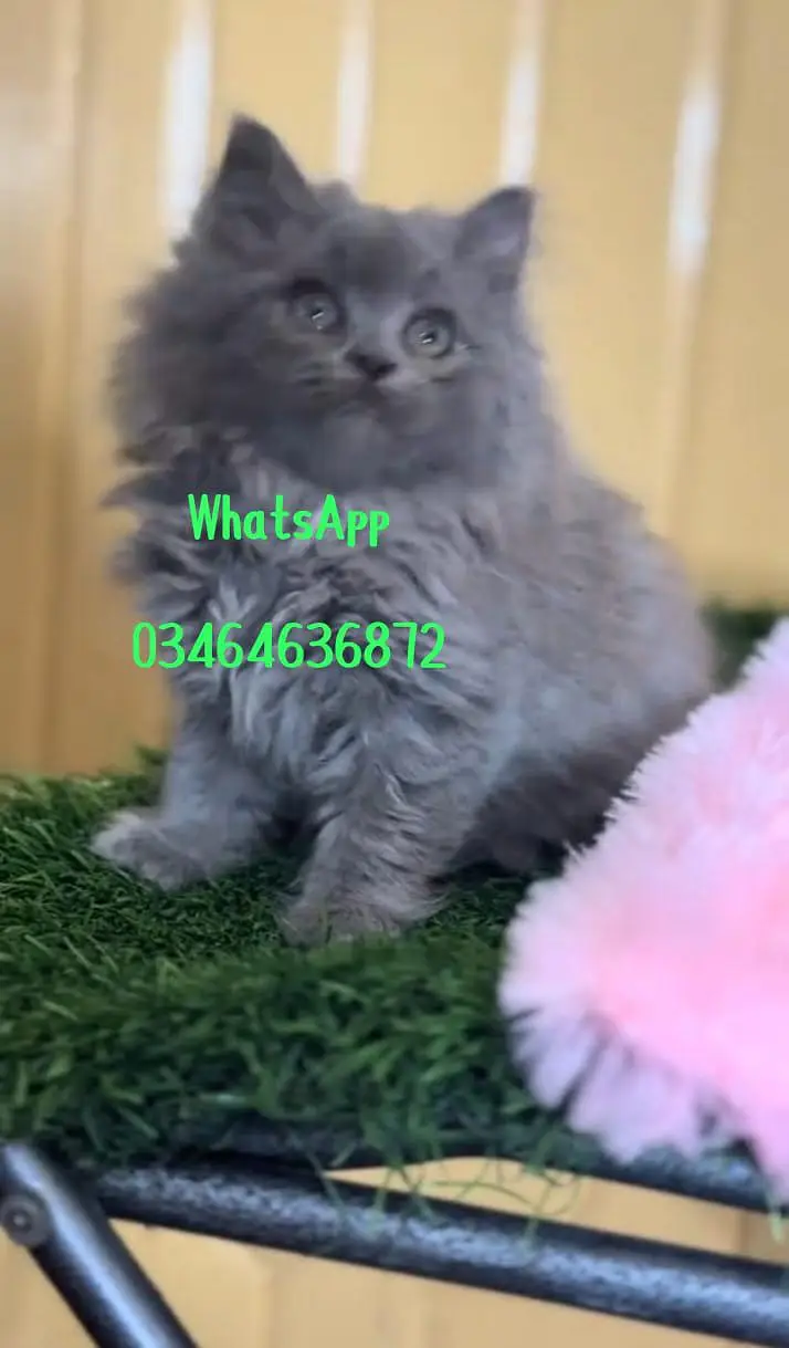 Persian cat 3 coated full active vaccinated delivery all Pakistan — photo 3