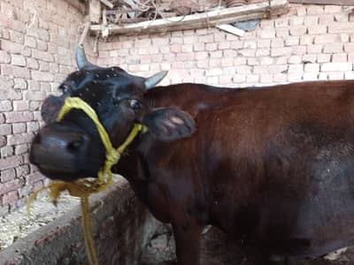 cow, wachi, animal,