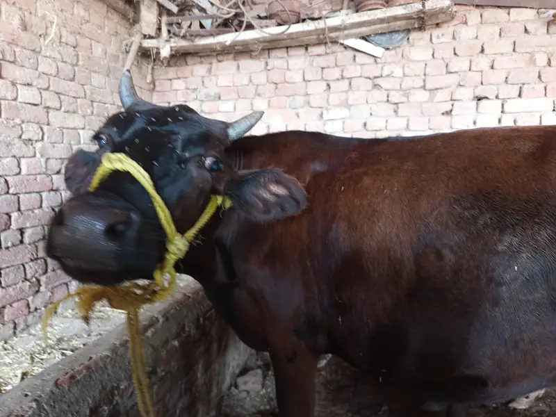 cow, wachi, animal,