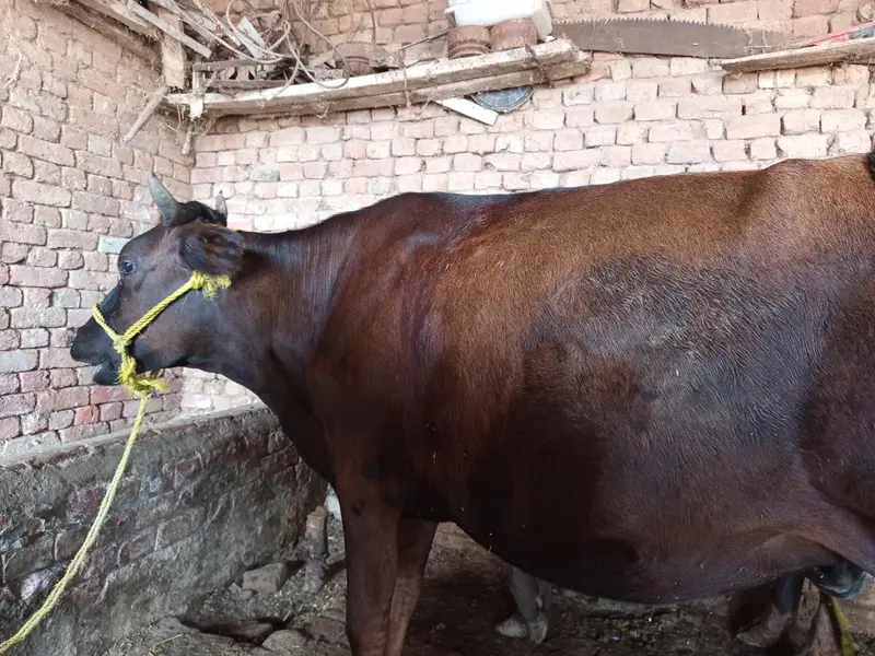 cow, wachi, animal, — photo 2