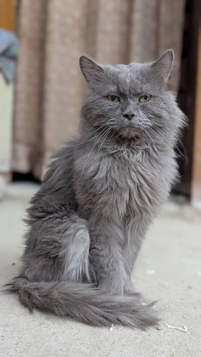 Persian Grey cat