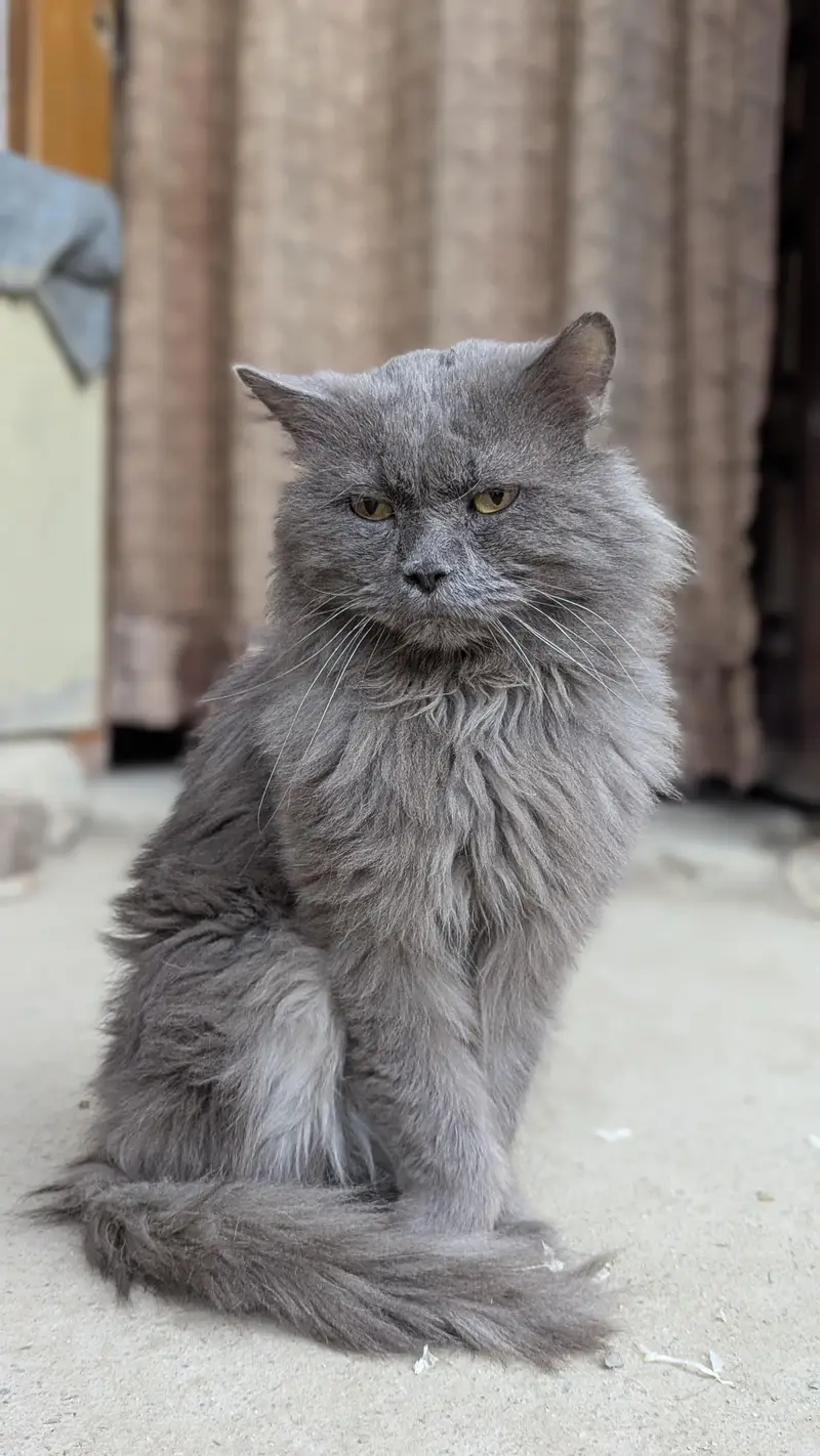 Persian Grey cat — photo 2