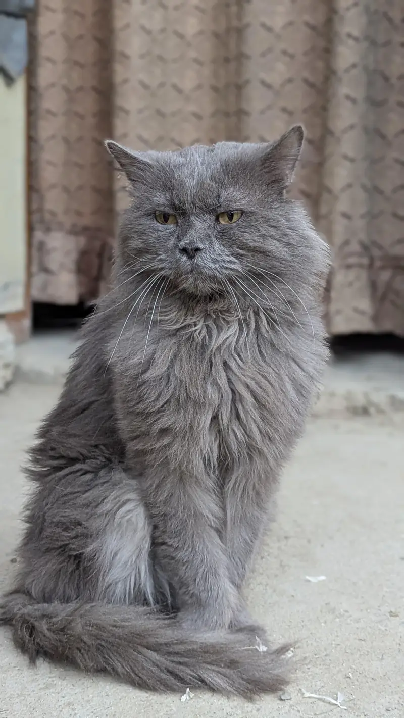 Persian Grey cat — photo 3