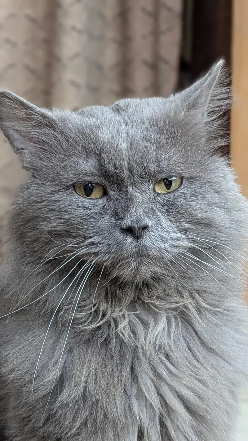 Persian Grey cat — photo 4