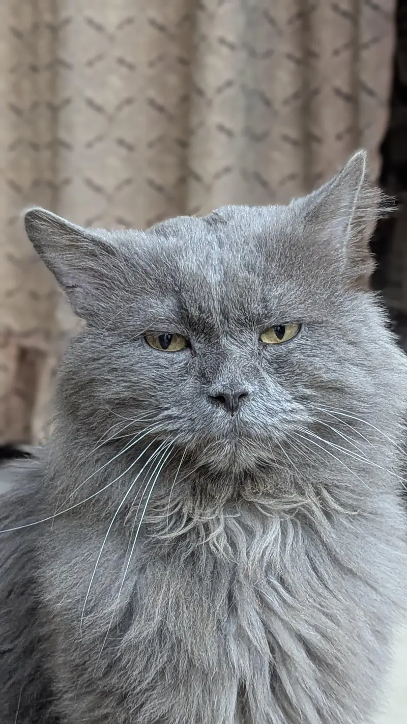 Persian Grey cat — photo 5