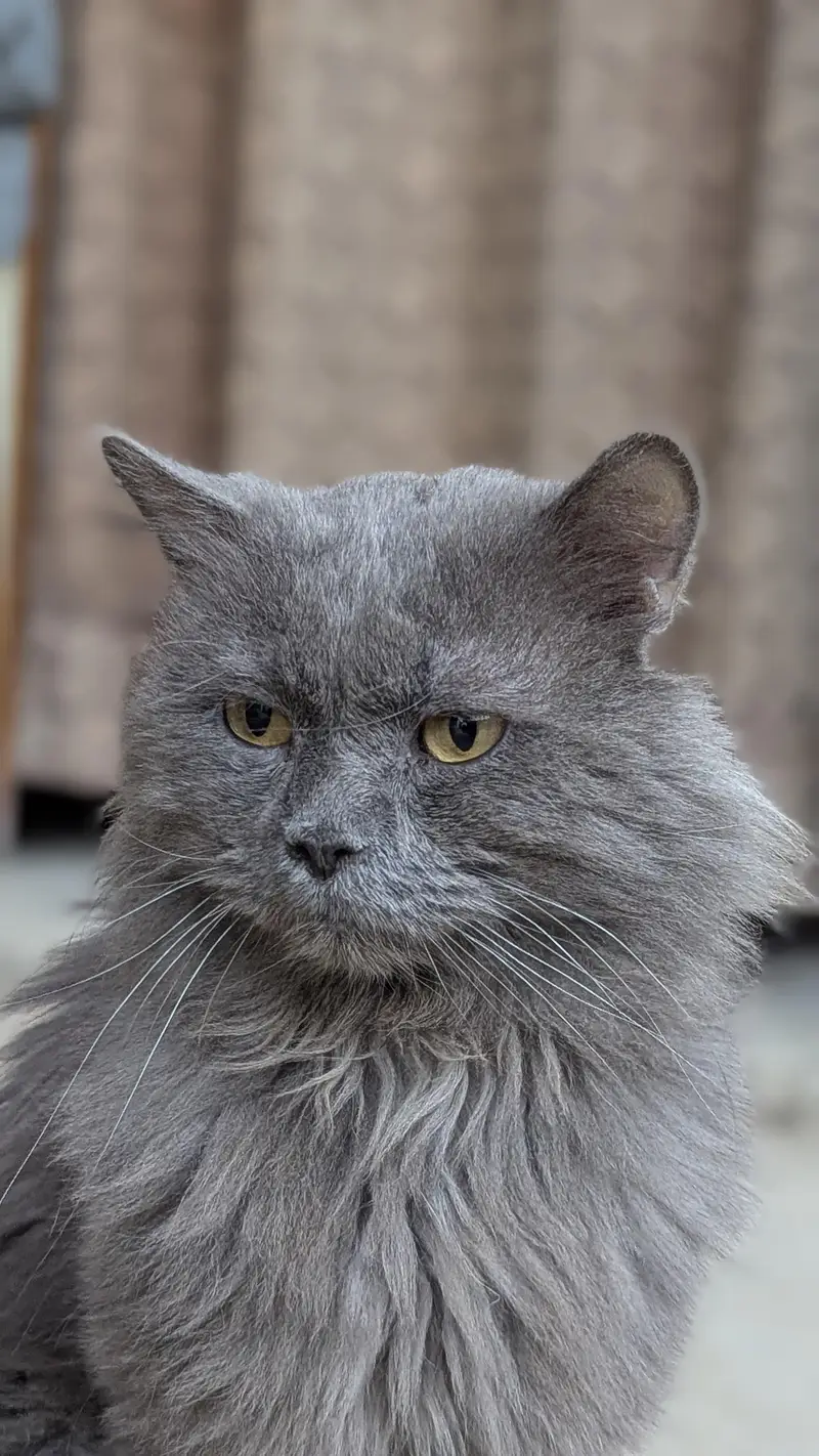 Persian Grey cat — photo 6