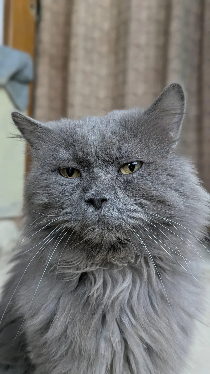 Persian Grey cat — photo 7