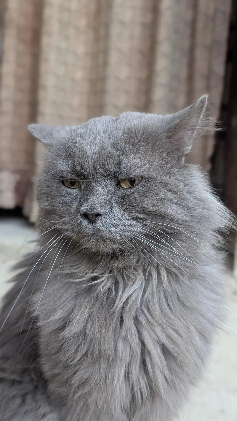 Persian Grey cat — photo 8