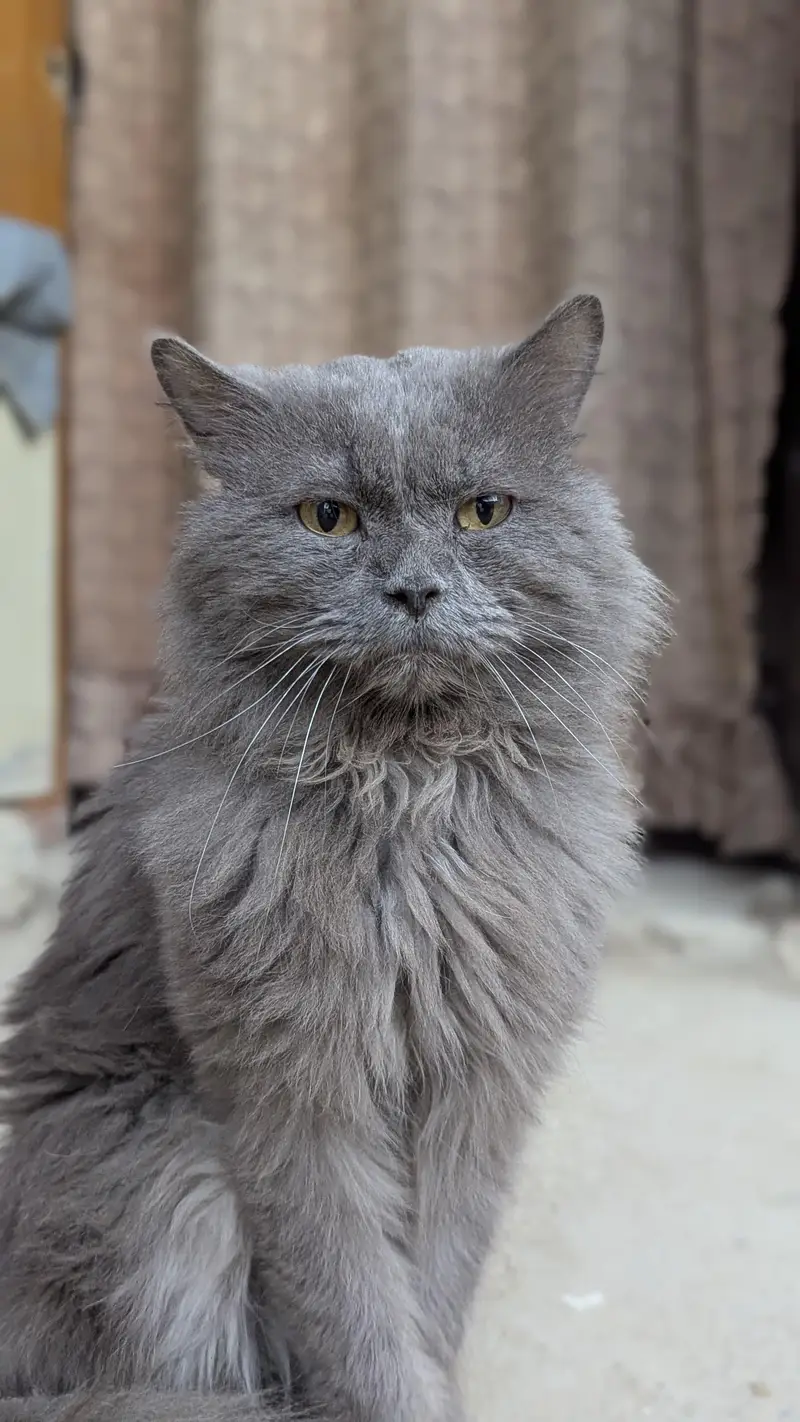 Persian Grey cat — photo 9