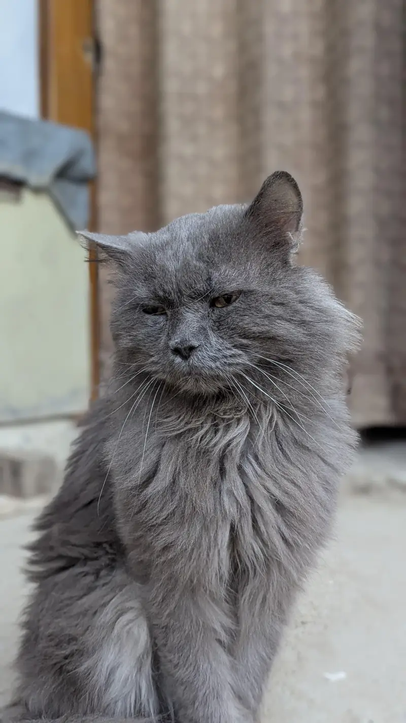 Persian Grey cat — photo 10