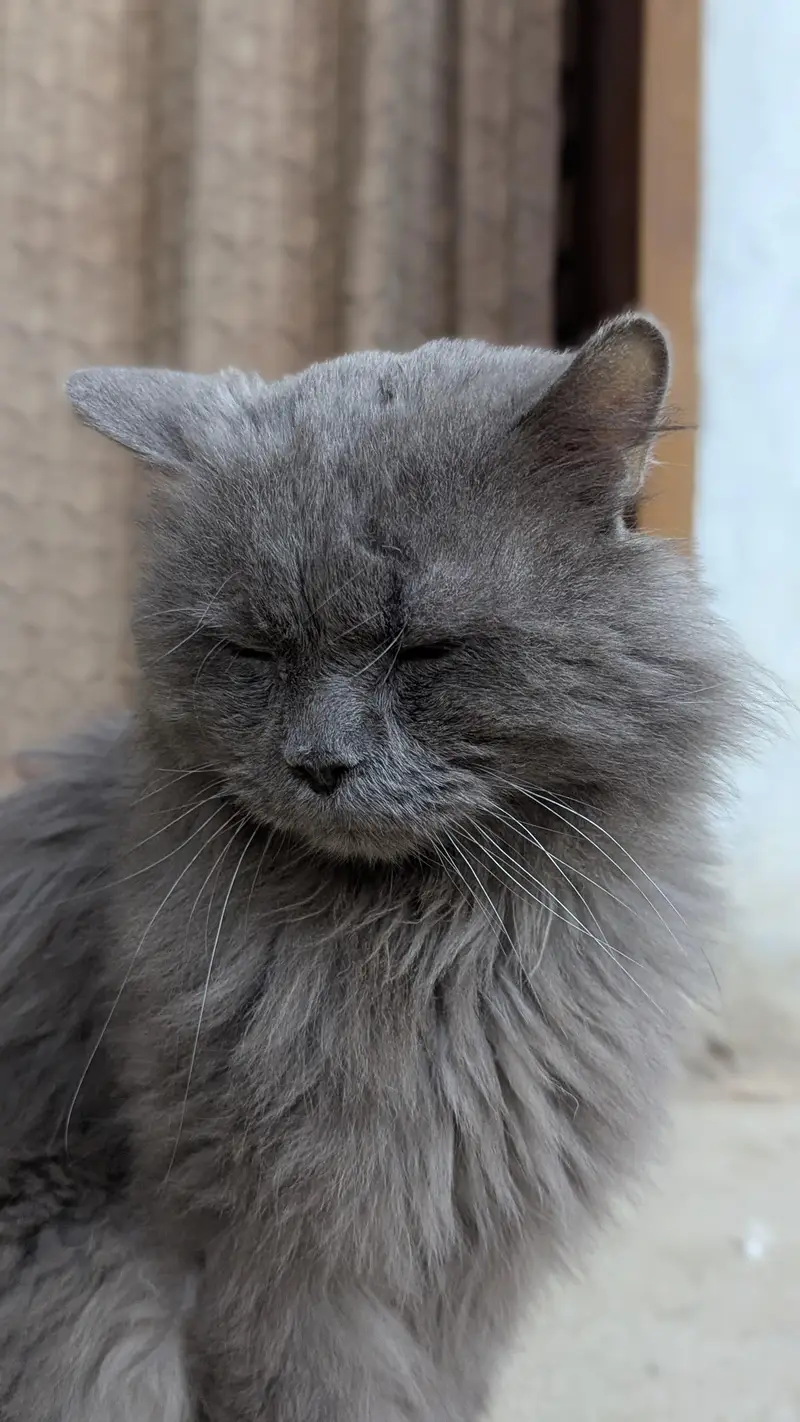 Persian Grey cat — photo 11