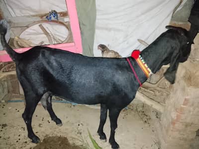 Indian pure black Amritsari huge size beetle goat
