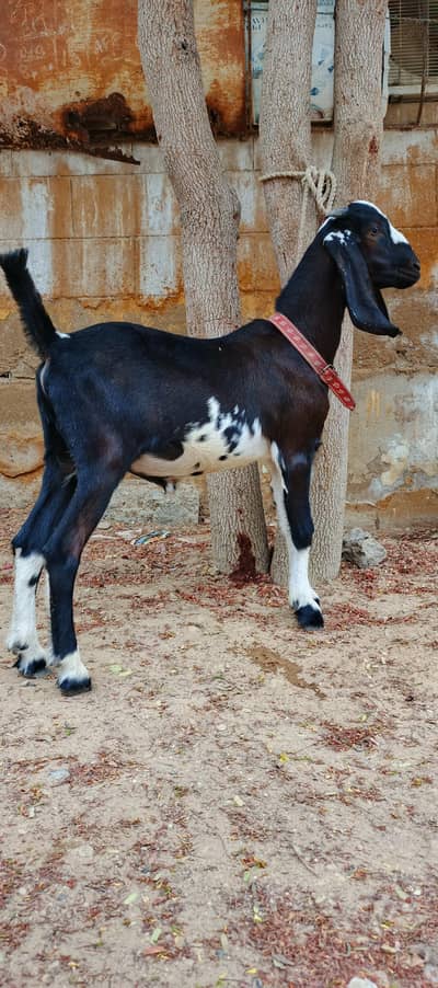 bakri ka bacha