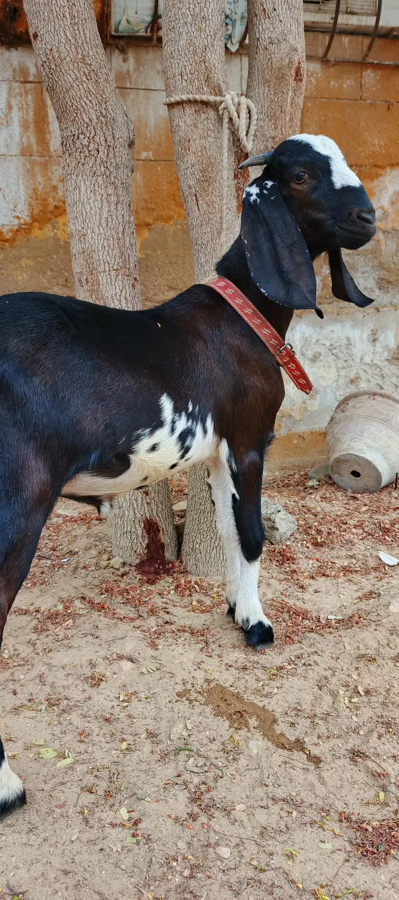 bakri ka bacha — photo 2
