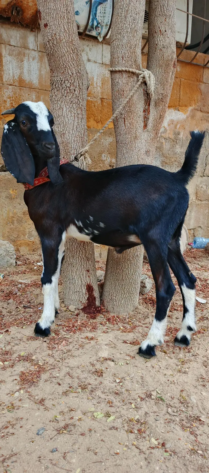 bakri ka bacha — photo 3
