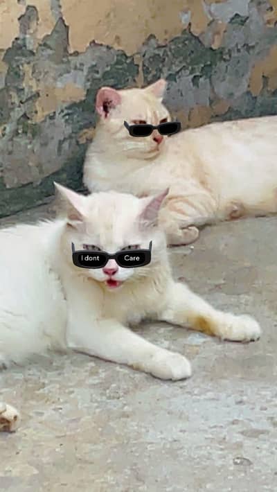ginger cat pair  brown and white color
