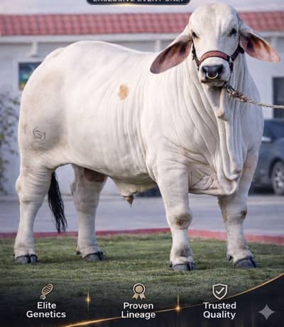 Hashim cattel/queens livestock genetics