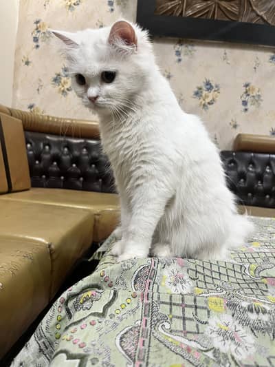 Persian cat female